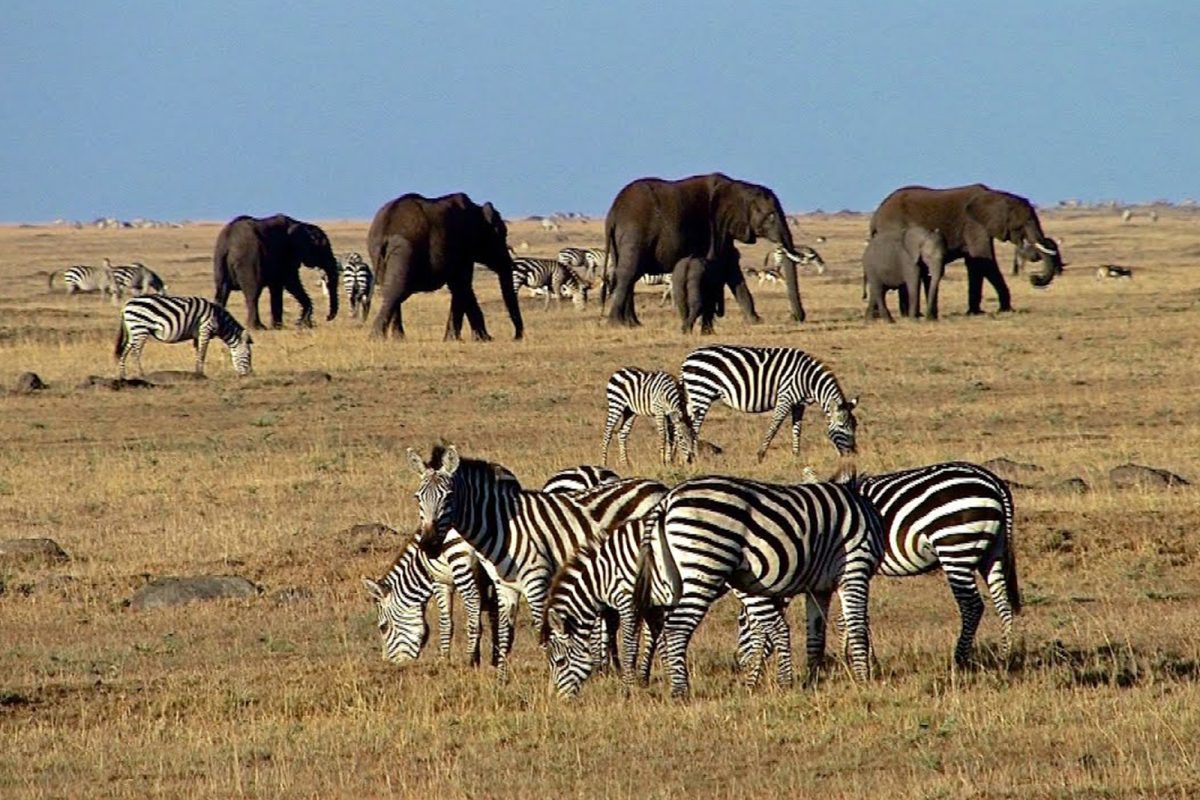Masai Mara Great Migration