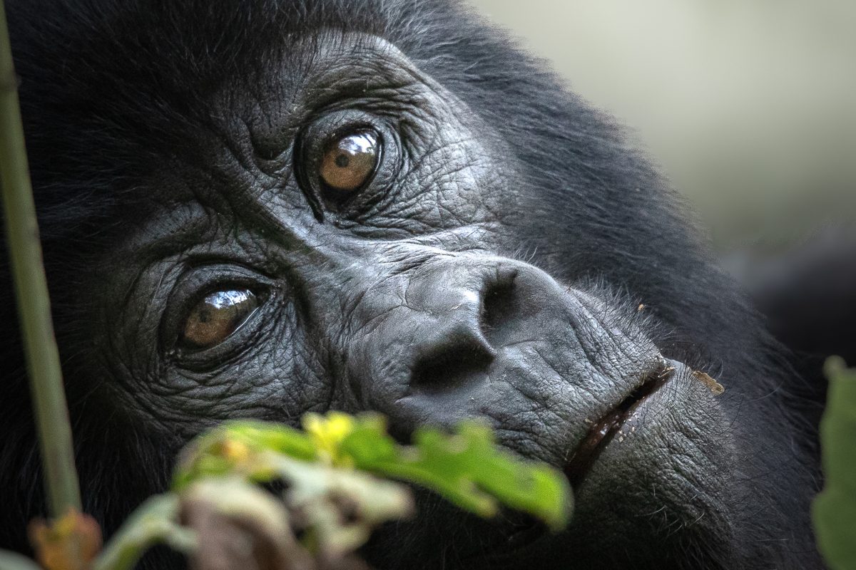 best Uganda Gorilla Safaris