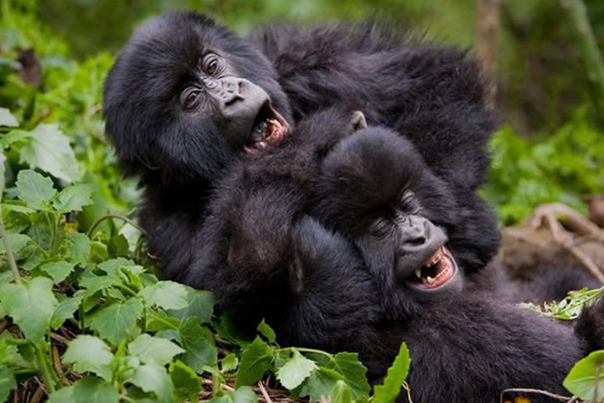14 Days Gorillas and Serengeti Safari